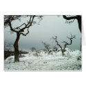 Snow on Garry Oak Meadow cards by kchwxdr Snow on Garry Oak Meadow cards