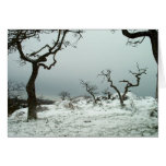 Snow on Garry Oak Meadow