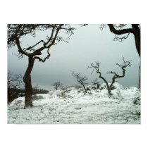 Snow on Garry Oak Meadow posters