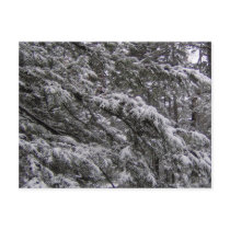 Snow on tree branches Postcard - Add your own text