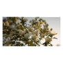 Snow On Tree Customized Photo Card