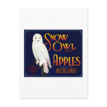 Snow Owl Apples postcards by AllVintage Snow Owl Apples postcards