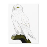Snow Owl Postcard