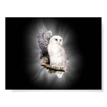 snow owls poster posters