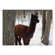 Snow Paca Card