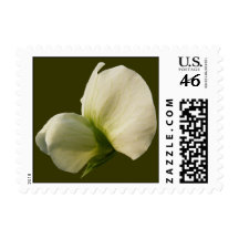 Snow Pea flower ~ stamp