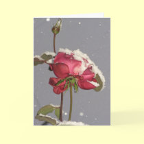 Snow Rose cards