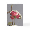 Snow Rose cards by Rainmountain Snow Rose cards