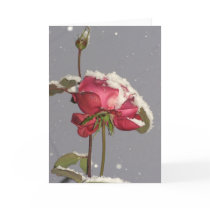 Snow Rose cards by Rainmountain Snow Rose cards