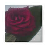 Snow rose refrigerator magnet
