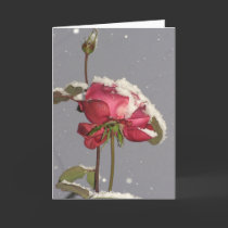 Snow Rose - red rose with snow cover cards