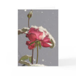Snow Rose - red rose with snow cover cards