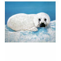Snow Seal Emily Winter t-shirts