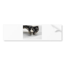 Snow Snout Corgi Bumper Sticker