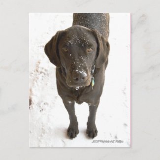 Snow Sprinkled Chocolate Lab postcard