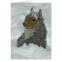 Snow Squirrel Card