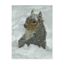 Snow Squirrel Postcard