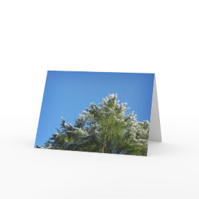 Snow-tipped Pine Tree on Blue Sky Greeting Card