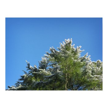 Snow-tipped Pine Tree on Blue Sky