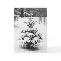 Snow Tree 1 cards by dacialane Snow Tree 1 cards