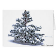 snow tree Greating Cards
