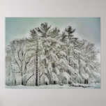 Snow Trees   HDR posters