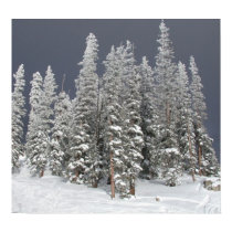 Snow Trees posters