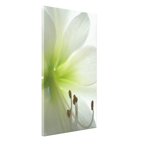 Snow White Amaryllis Snow White Amaryllis