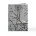 Snow White cards