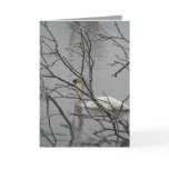Snow White Cards