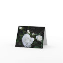Snow White cards by ArtByLindaLou Snow White cards