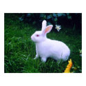 SNOW WHITE EASTER BUNNY posters