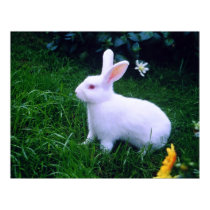 SNOW WHITE EASTER BUNNY posters by ANGELHELEN SNOW WHITE EASTER BUNNY posters