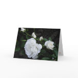 Snow White Rose - Invitation Card