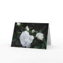 Snow White Rose - Invitation cards