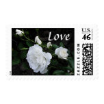 Snow White Rose - Love Postage