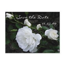 Snow White Rose - Save the Date Card Postcards