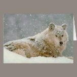 Snow wolf cards