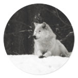 Snow Wolf Round Stickers