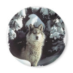 Snow Wolf  Wolves Refrigerator Magnet
