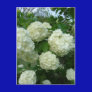 Snowball Flora Postcard