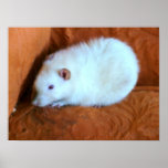 Snowball Rat Print