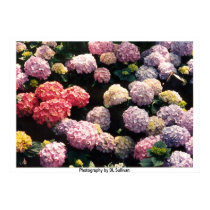 Snowballs in Pink and Purple by TDGallery posters by tdgallery Snowballs in Pink and Purple by TDGallery posters