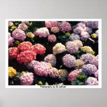 Snowballs in Pink and Purple  by TDGallery Print
