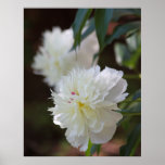 Snowballs posters