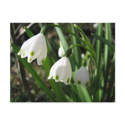 Snowbells postcard