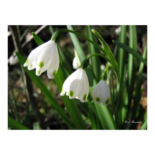 Snowbells print