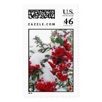snowberries postage