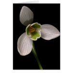 snowdrop card