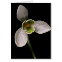 snowdrop cards